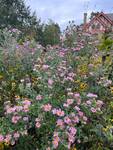 Plant name: New England Aster Symphyotrichum novae-angliae 